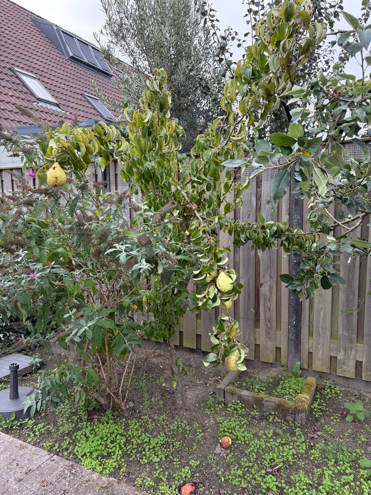 Gratis afhalen Appelboom en Perenboom, Ophalen, Lente, Volle zon, Appelboom