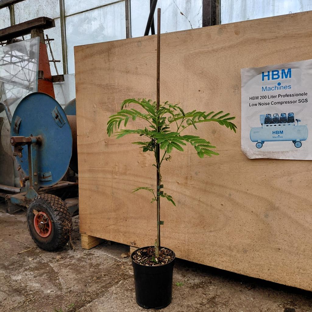 Albizia julibrissin | Perzische slaapboom | Verzending, Ophalen of Verzenden, Overige soorten, Volle zon