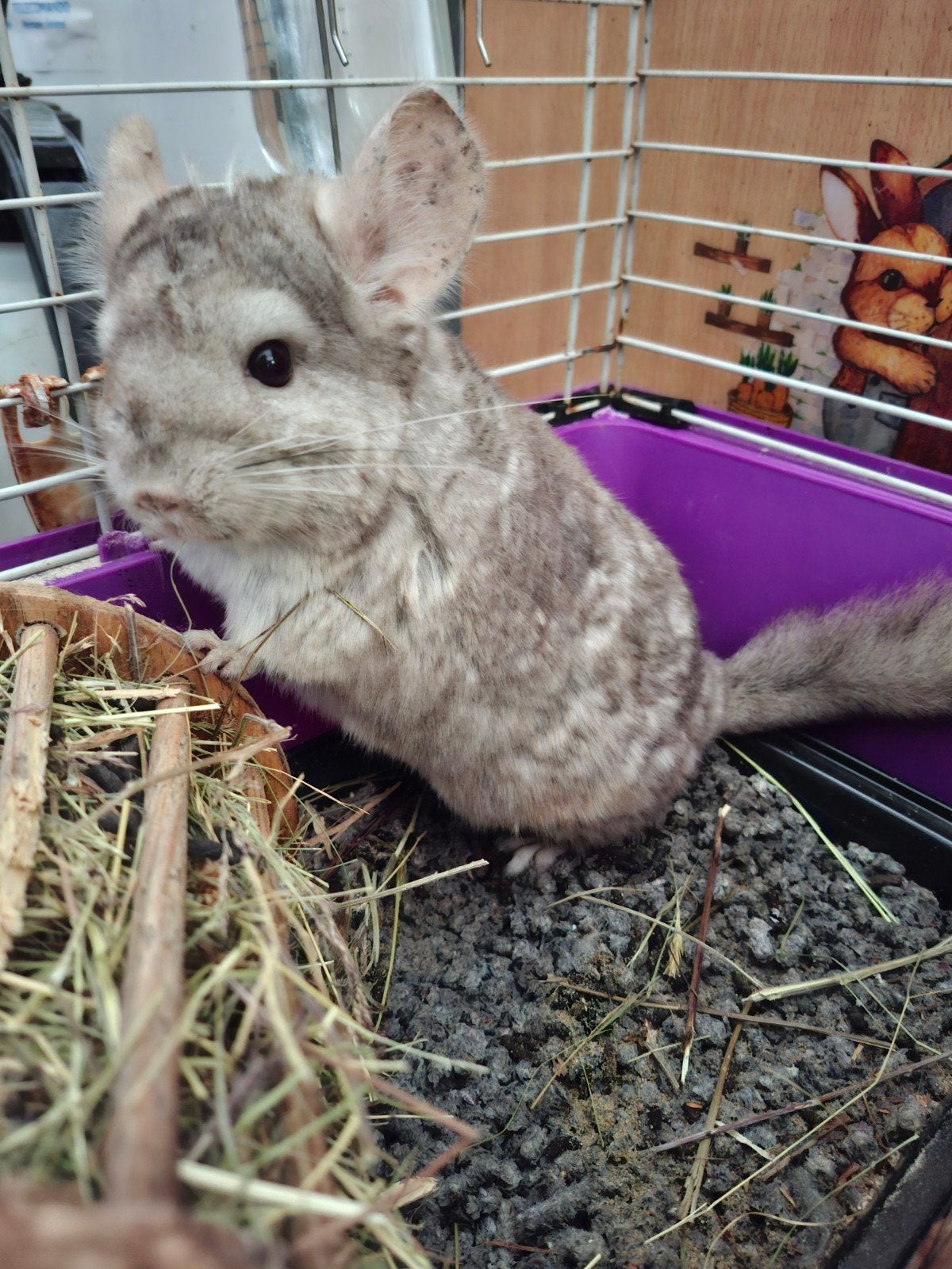 Vrouwelijke chinchilla, Januari, Vrouwelijk, Chinchilla