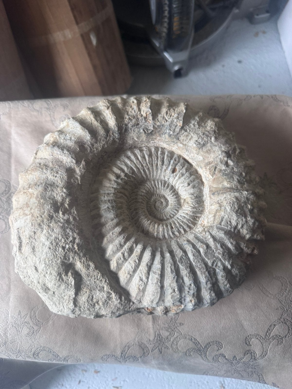 Grote natuurlijke ammoniet fossiel uit Marokko (20-22cm), Verzamelen, Mineralen en Fossielen, Ophalen, Fossiel