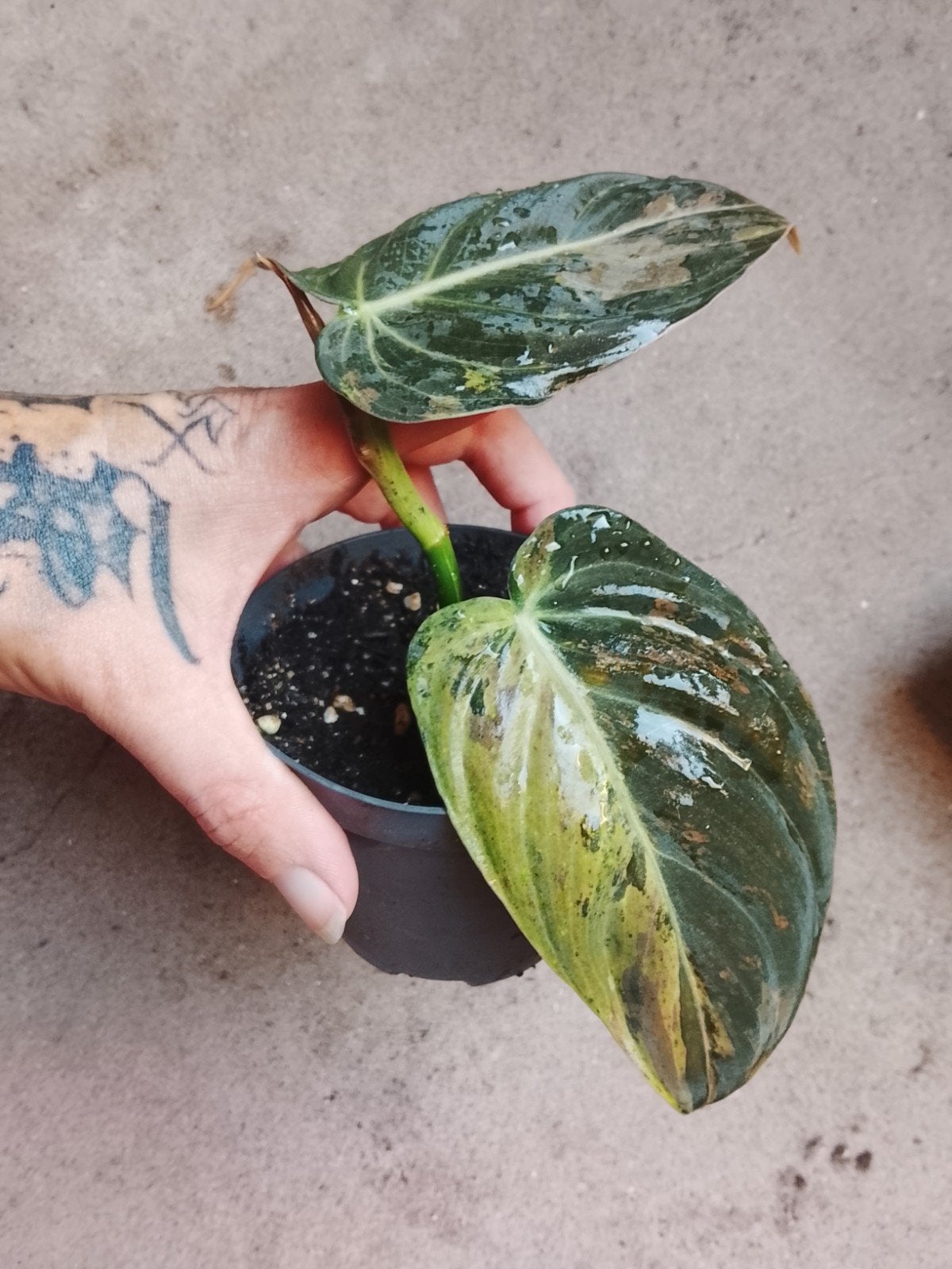 Philodendron Melanochrysum Multicolor Variegata plant, Ophalen of Verzenden, Halfschaduw, Minder dan 100 cm