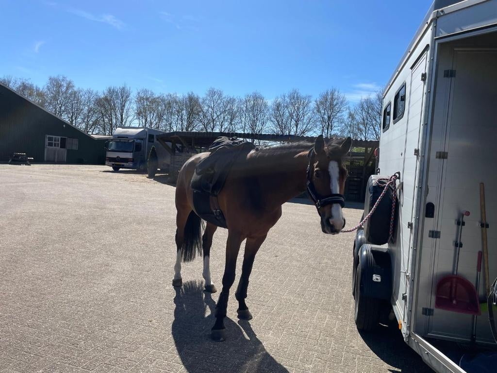 Veelzijdige KWPN merrie 8 jaar, Merrie, Met stamboom, M, Dressuurpaard