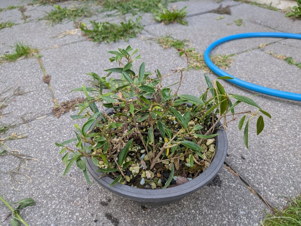 Ficus Nerifolia stekjes, Huis en Inrichting, Kamerplanten, Ficus, Minder dan 100 cm, Groene kamerplant, Halfschaduw