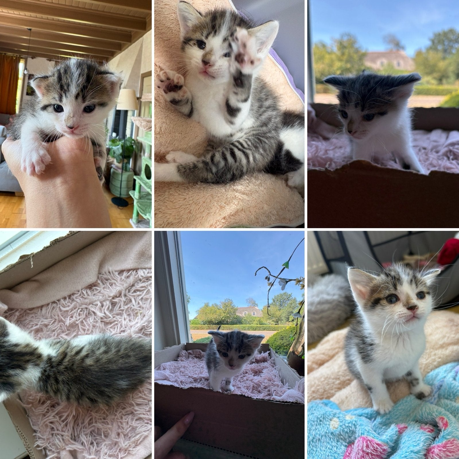 Europese korthaar kittens, Dieren en Toebehoren, Meerdere dieren, Kortharig, 0 tot 2 jaar