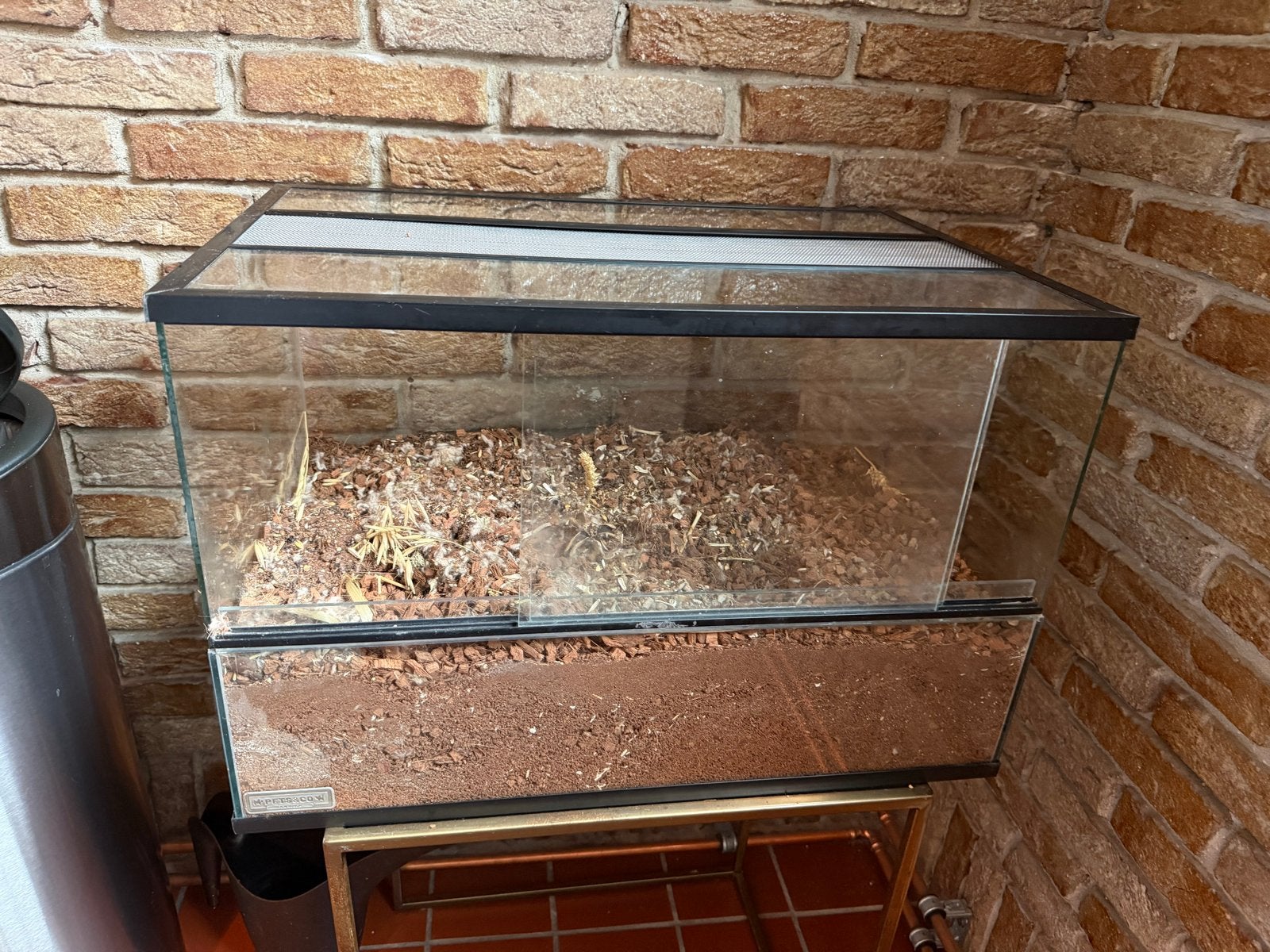 Glazen hamsterkooi:terrarium + natuurlijke inrichting, Ophalen, Gebruikt