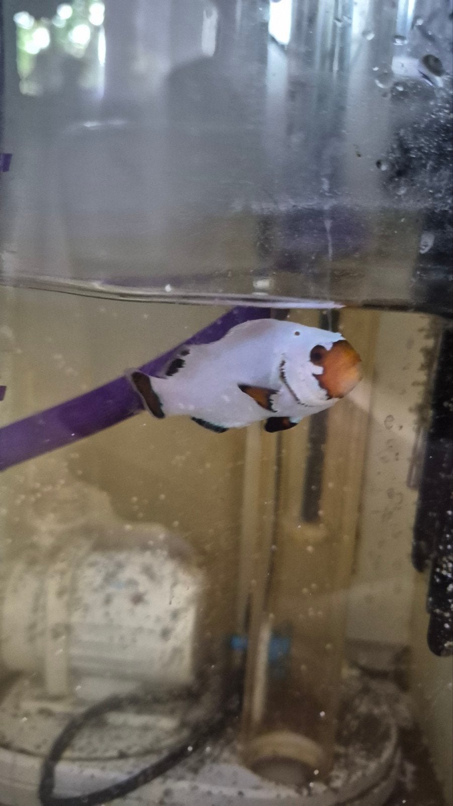 Amphiprion Platinum - Platinum Anemoonvis, Dieren en Toebehoren, Vissen | Aquariumvissen, Vis, Zoutwatervis