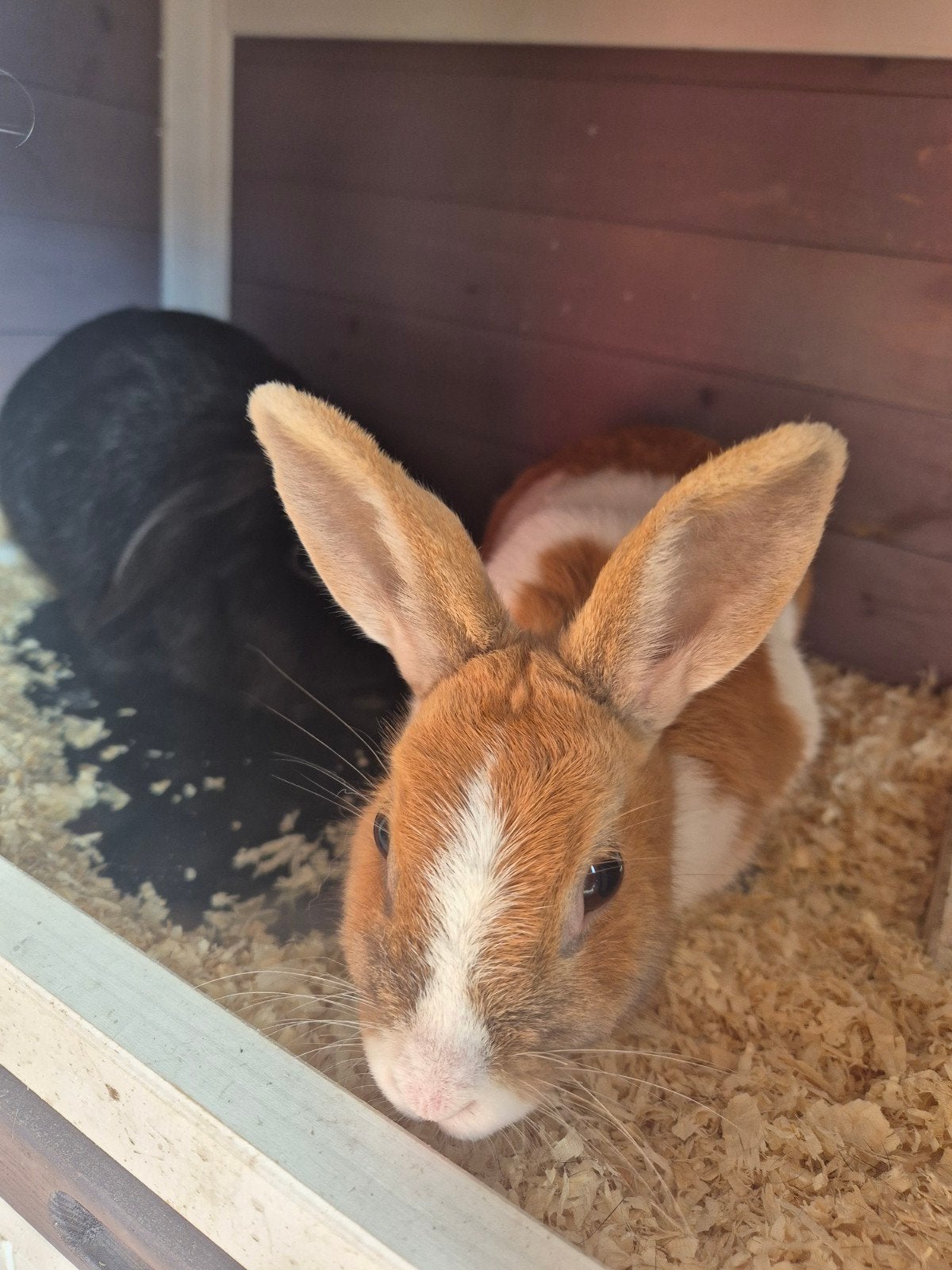 Koppeltje konijntjes. Wie kan ze een beter huisje geven., Dieren en Toebehoren, Meerdere dieren