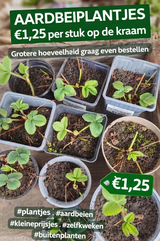 Verse Aardbeiplantjes - Kweek je eigen aardbeien!, Volle zon, Vaste plant, Ophalen of Verzenden, Fruitplanten