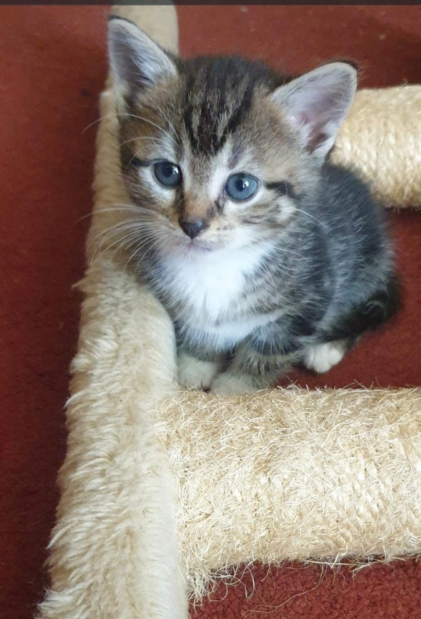 sociale kittens  7 weken jong, Dieren en Toebehoren, Meerdere dieren, Kortharig, 0 tot 2 jaar