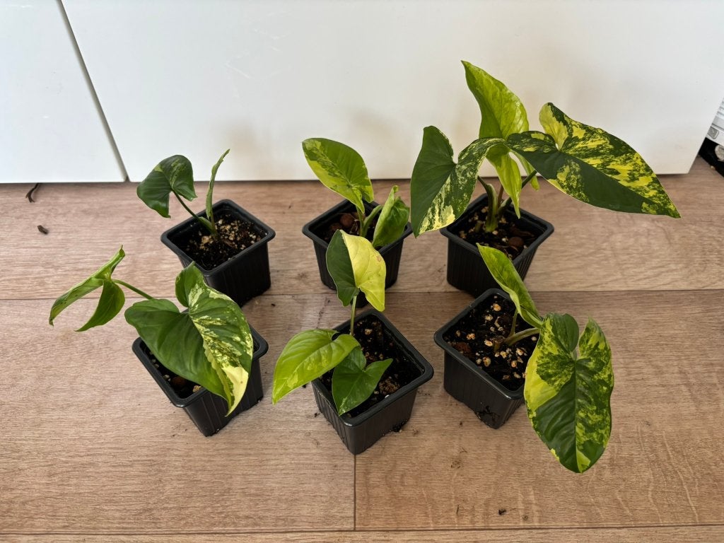 Syngonium aruea, Ophalen of Verzenden, Halfschaduw, Minder dan 100 cm