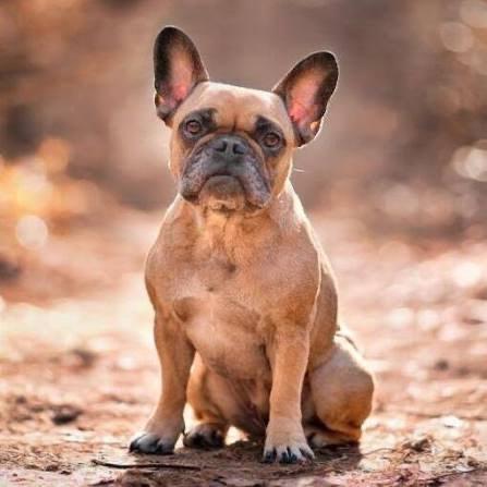 Franse Bulldog te koop, Dieren en Toebehoren, Honden | Bulldogs, Pinschers en Molossers, 6 jaar of ouder, Particulier, Buitenland
