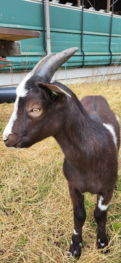Lieve zwartbonte bok, Mannelijk, Geit, 0 tot 2 jaar