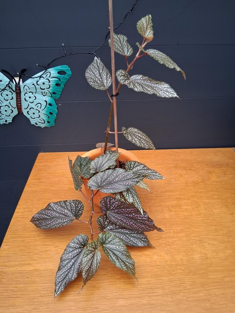 Begonia  in kweek pot, Ophalen, Halfschaduw, Minder dan 100 cm