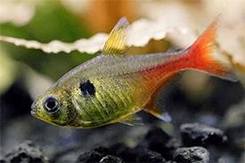 Megalamphodus roseus / Gele Fantoomzalm - Koidream Valburg, Vis, Zoetwatervis