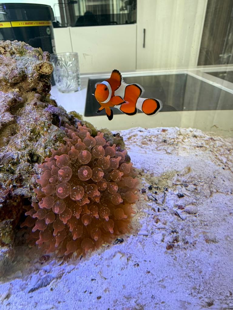 Koppel anemoonvissen met anemoon, Dieren en Toebehoren, Vis