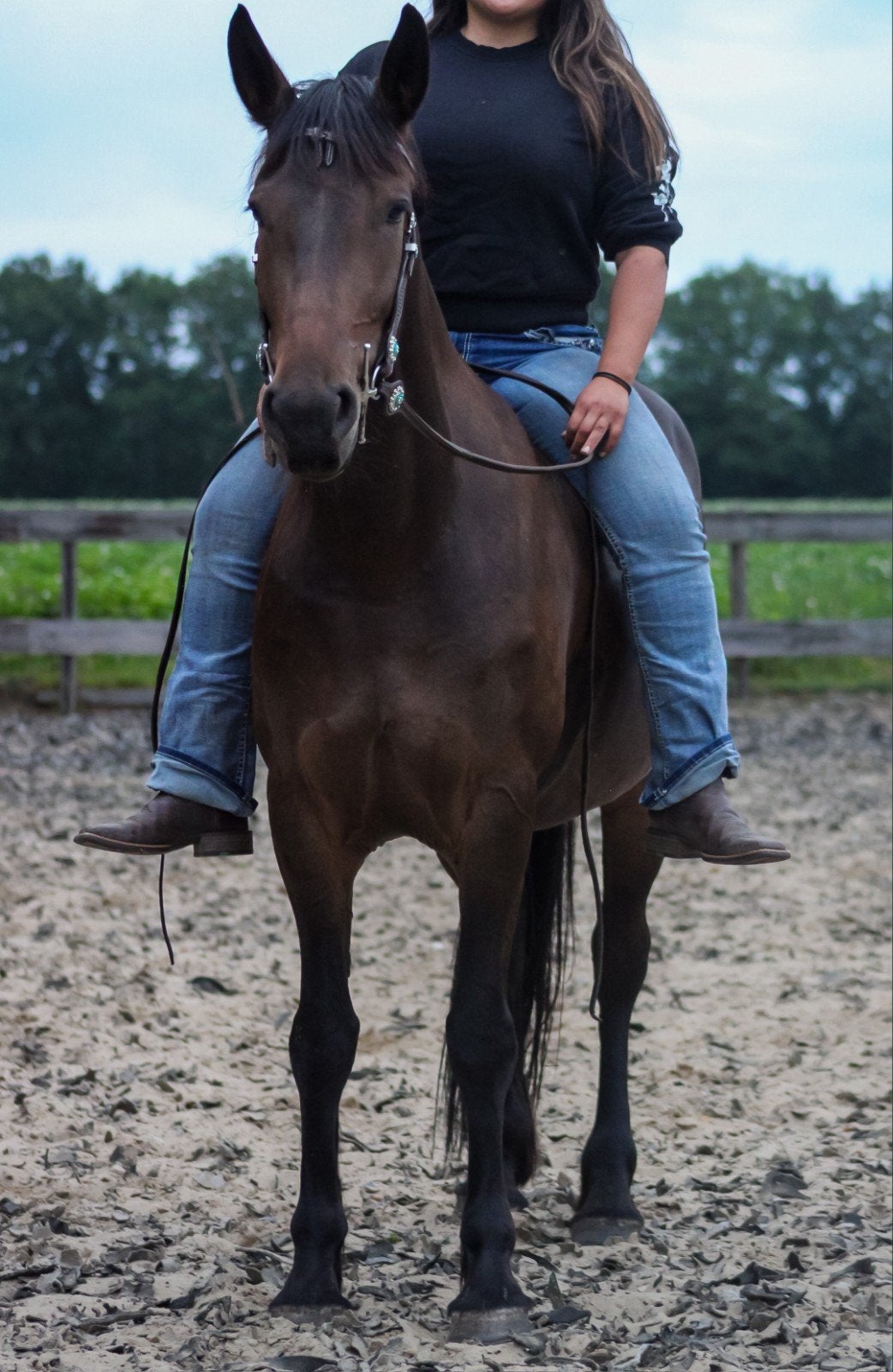 Jonge Merrie kruizing Fries te koop!, Merrie, Zadelmak, 3 tot 6 jaar, 160 tot 165 cm
