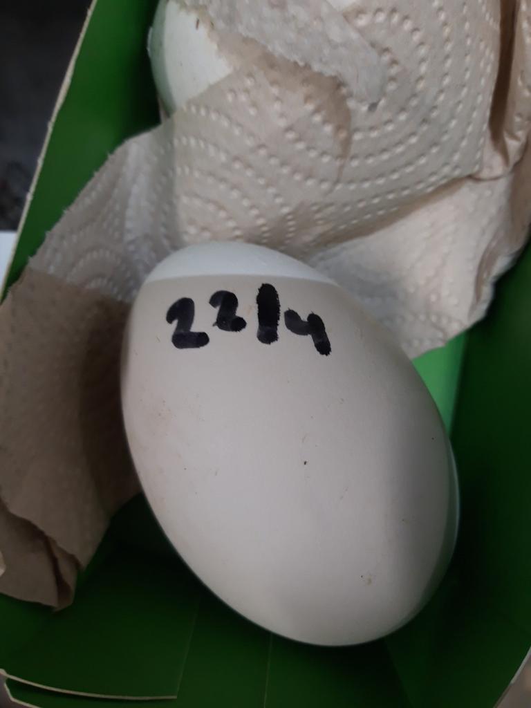 Verse schone ganzeneieren van onze tamme ganzen, Gans of Zwaan