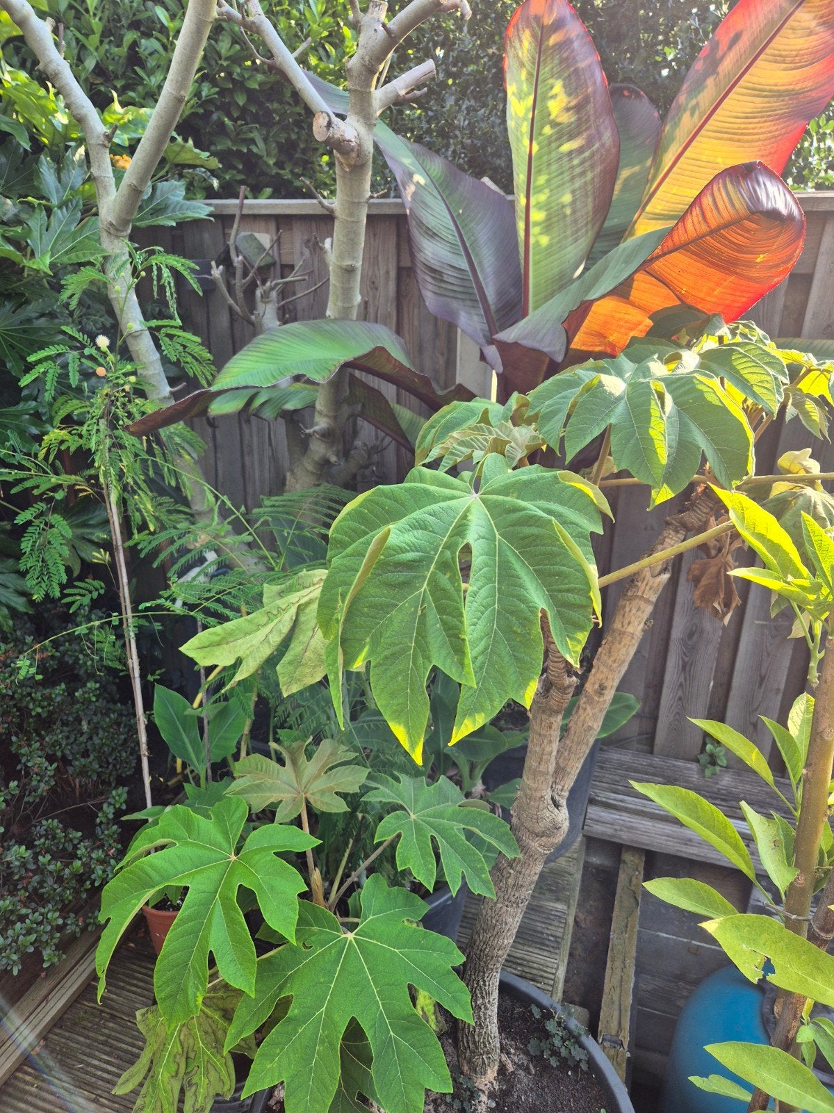 Tetrapanex, rijstpapierstruik, rijspapierplant, meditiraans, Tuin en Terras, Ophalen, Bloeit niet, Volle zon, Overige soorten