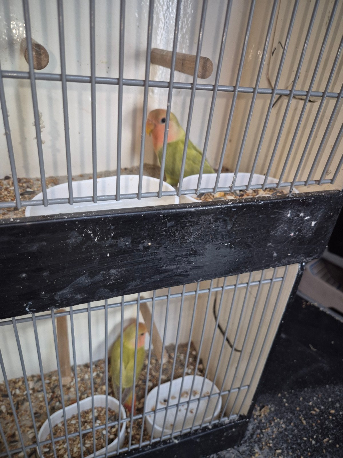 roseicollies jonge, Meerdere dieren, Parkiet, Geringd