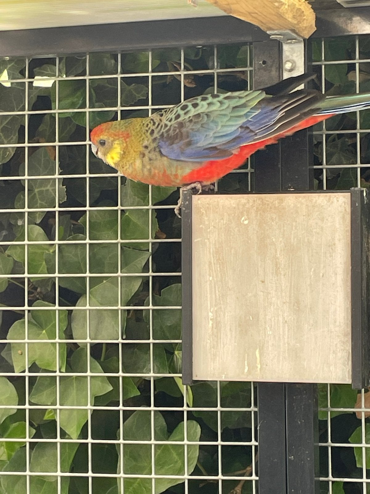 Gezocht: stanley rosella man, Mannelijk, Parkiet