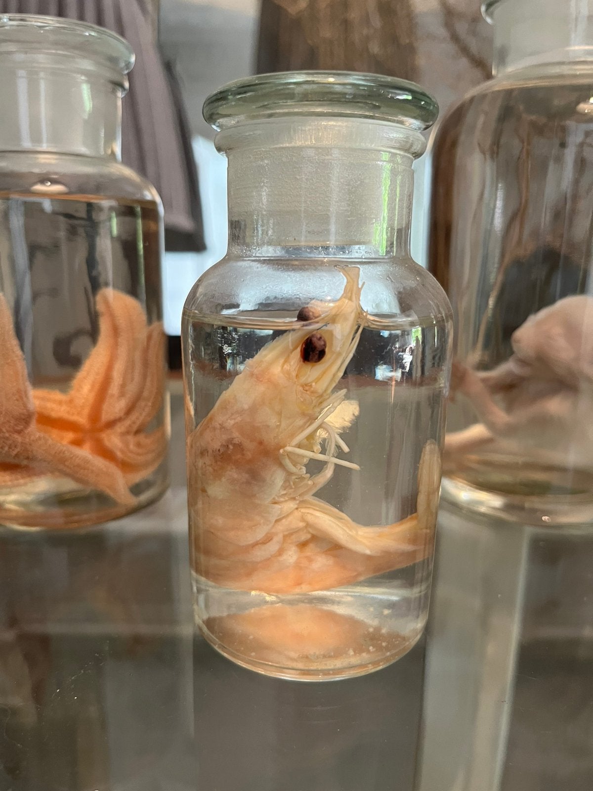 CURIOSITEIT TAXIDERMIE FORMOL PREPARAAT BIOLOGIE, Ophalen, Zo goed als nieuw, Beeldje of Figuurtje