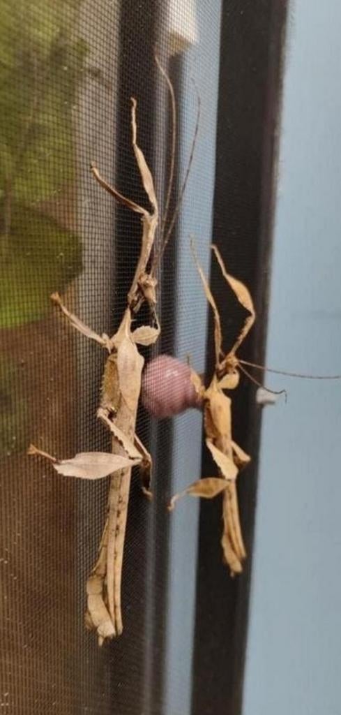 Mannelijke flappentakken, Overige soorten