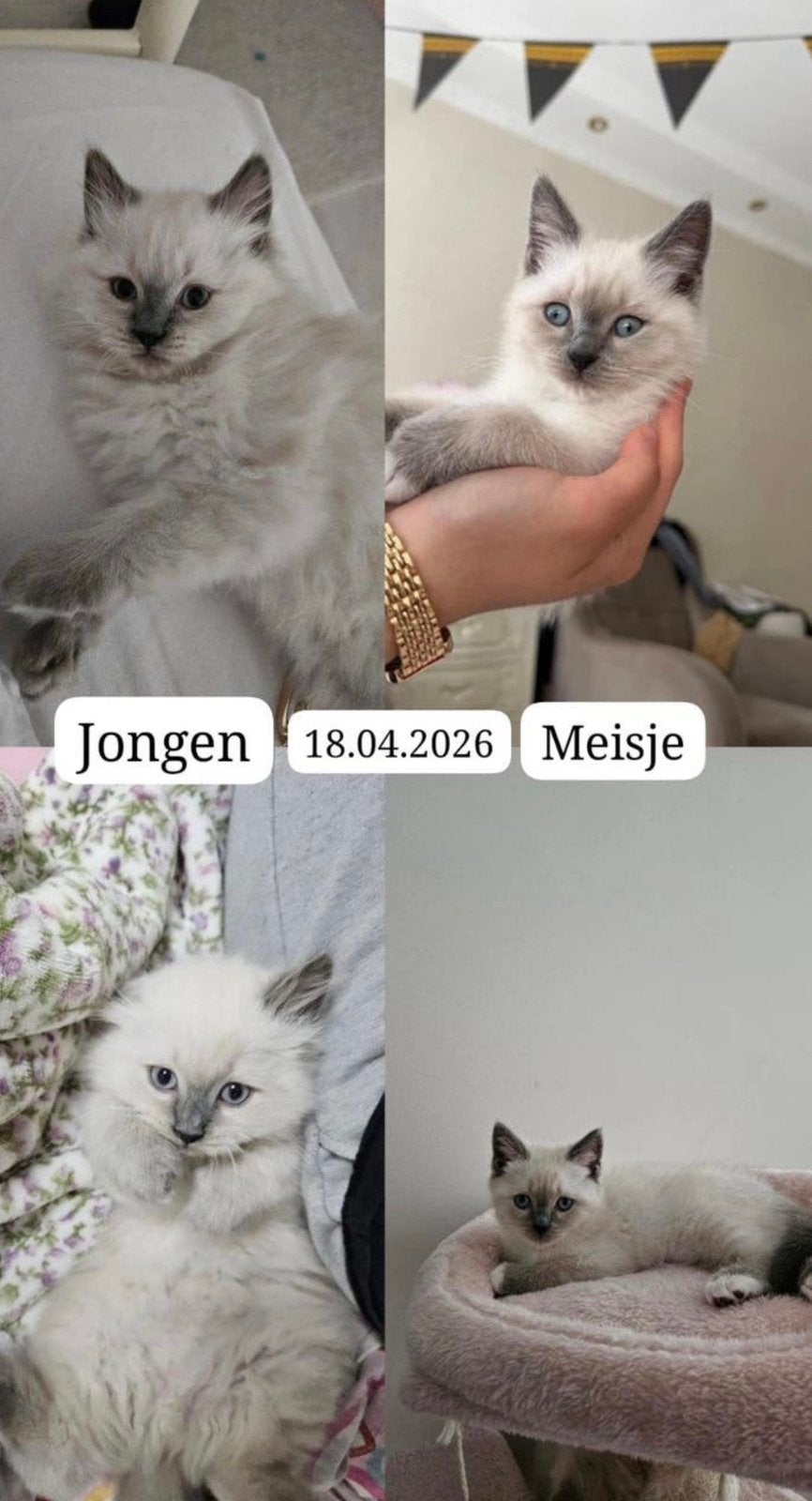 Kittens te koop, Meerdere dieren