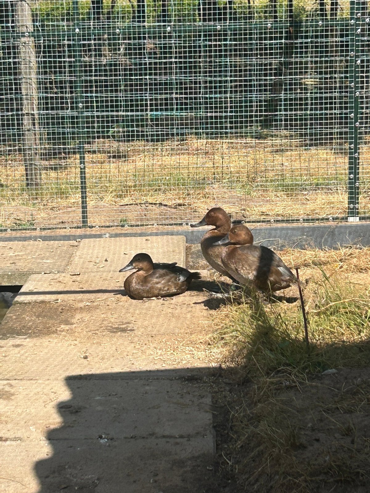 Tafel eenden, Dieren en Toebehoren, Meerdere dieren, Eend