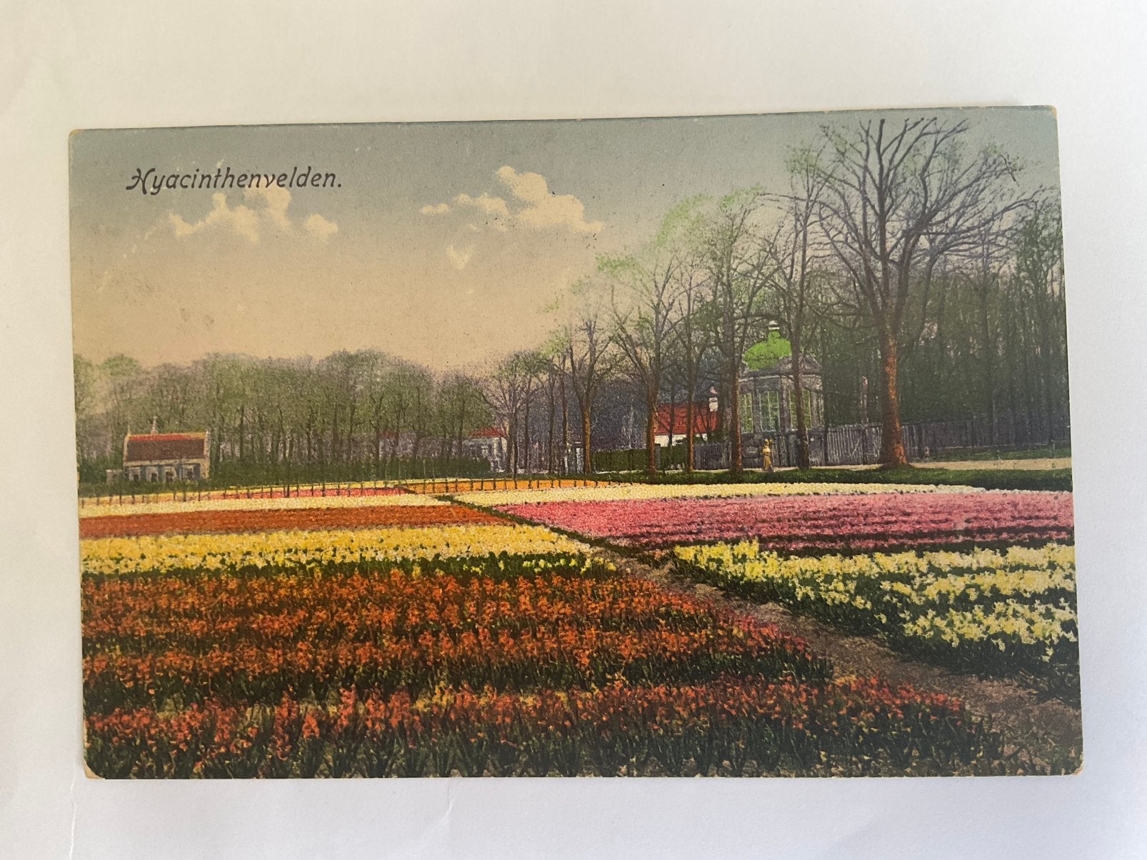 Lisse?  Hyacintenvelden, Ophalen of Verzenden