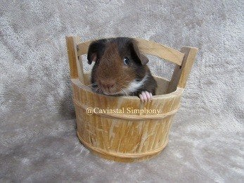 Knap baby beertje, Dieren en Toebehoren, Knaagdieren, Juni, Mannelijk, Cavia