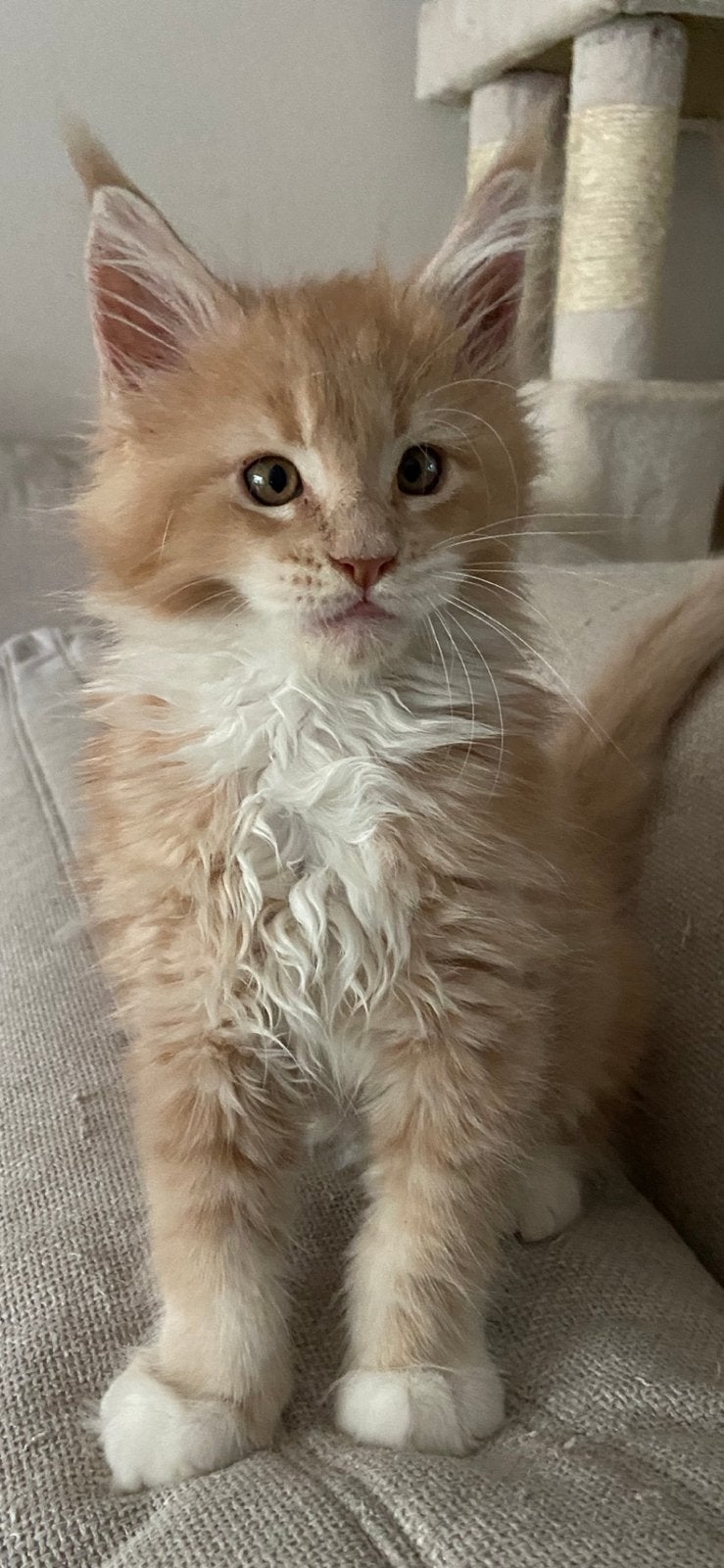 Superlief maine coon katertje, Dieren en Toebehoren, Katten en Kittens | Raskatten | Langhaar, Kater