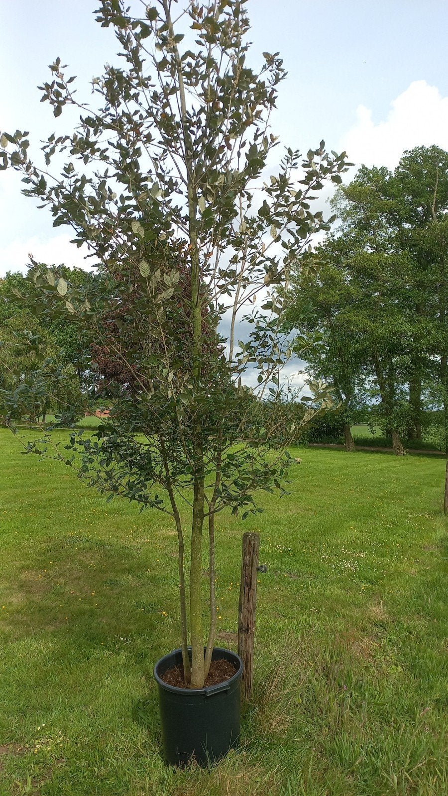 Meerstammige Quercus ilex (steeneik), Ophalen, Lente, Overige soorten, Volle zon