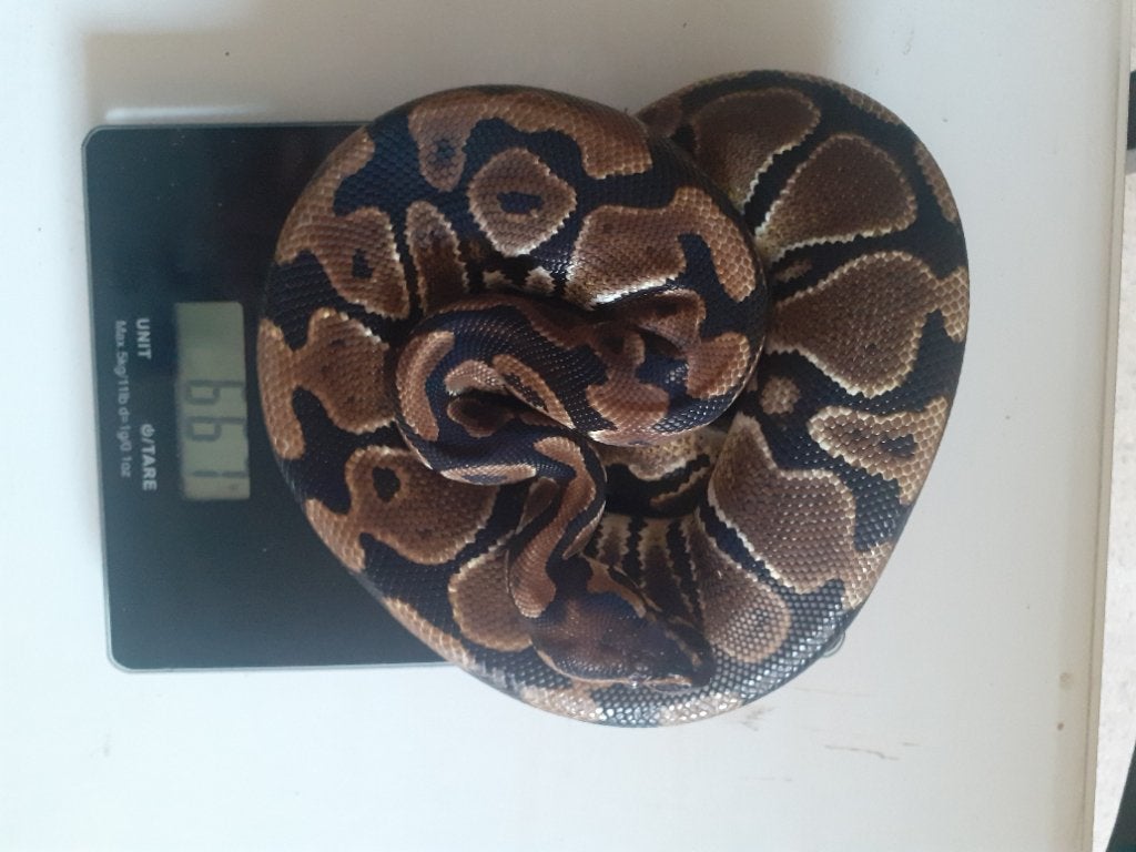 1.3 Python regius desert ghost combo Ball Python photo 7