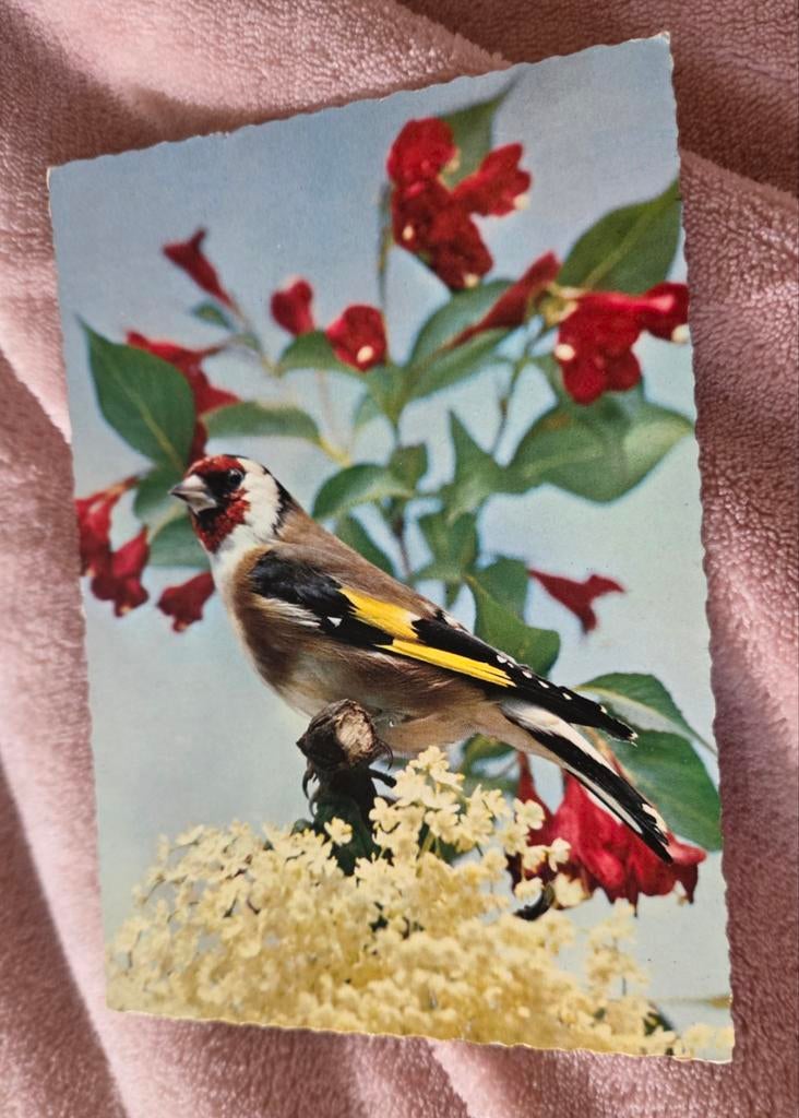 Putter, Verzamelen, Verzenden, 1940 tot 1960, Gelopen, Vogel