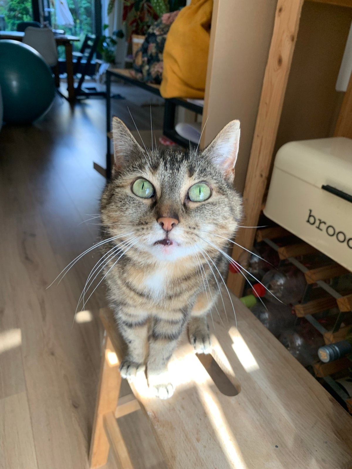 Lieve kat Panda, Dieren en Toebehoren, Poes