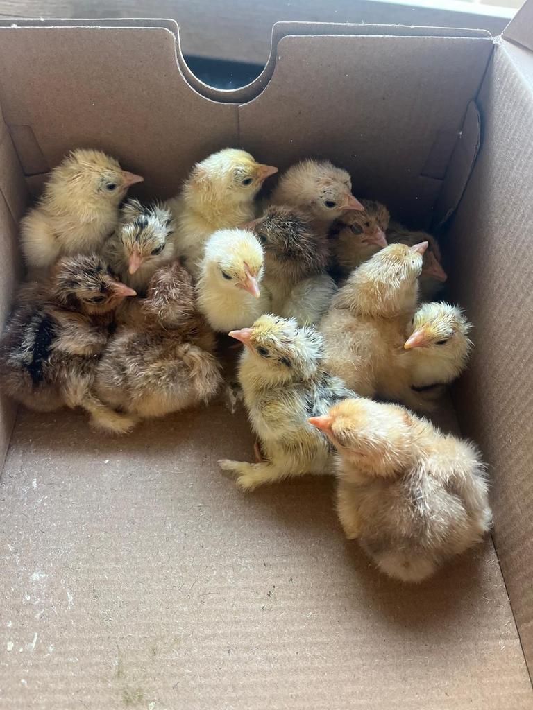 Cochin kriel kuikens, Dieren en Toebehoren, Pluimvee, Kip, Meerdere dieren