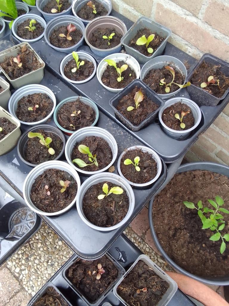 Sla plantjes €0,25 per stuk, Tuin en Terras, Planten | Tuinplanten, Ophalen, Eenjarig, Groenteplanten, Volle zon