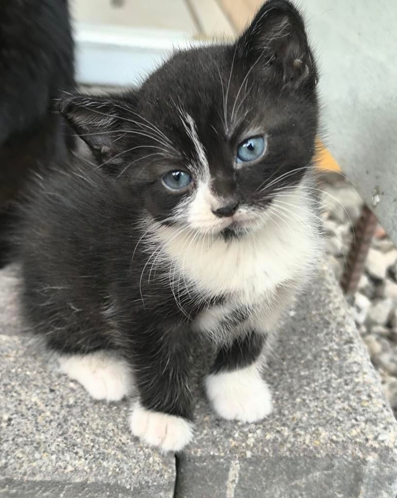 Kittens, Meerdere dieren