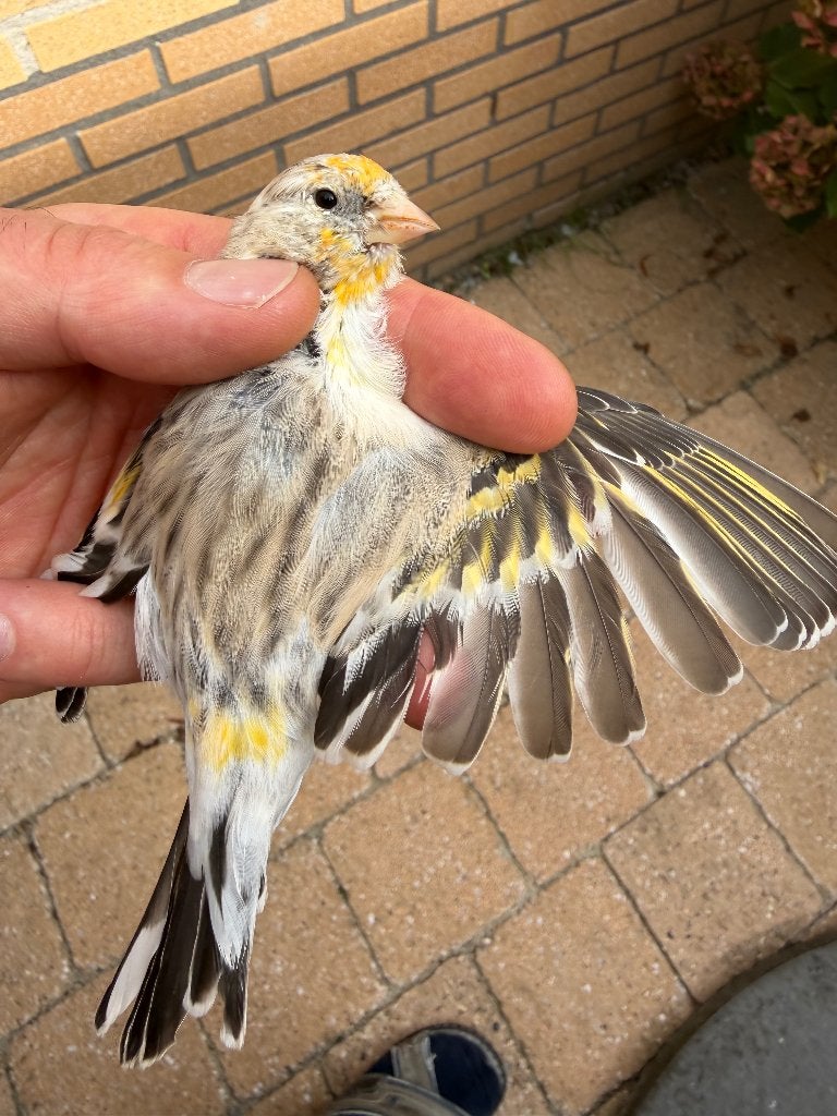 mooie witkop majoor putter X harlekijn kanarie bastaard man, Dieren en Toebehoren, Mannelijk, Wildzangvogel, Tam