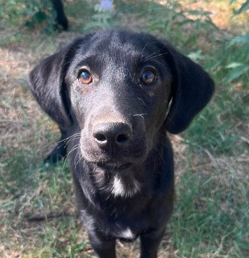 Steven – Klaar om voor altijd geliefd te worden, Dieren en Toebehoren, Honden | Niet-rashonden, Particulier, Reu, 8 tot 15 weken