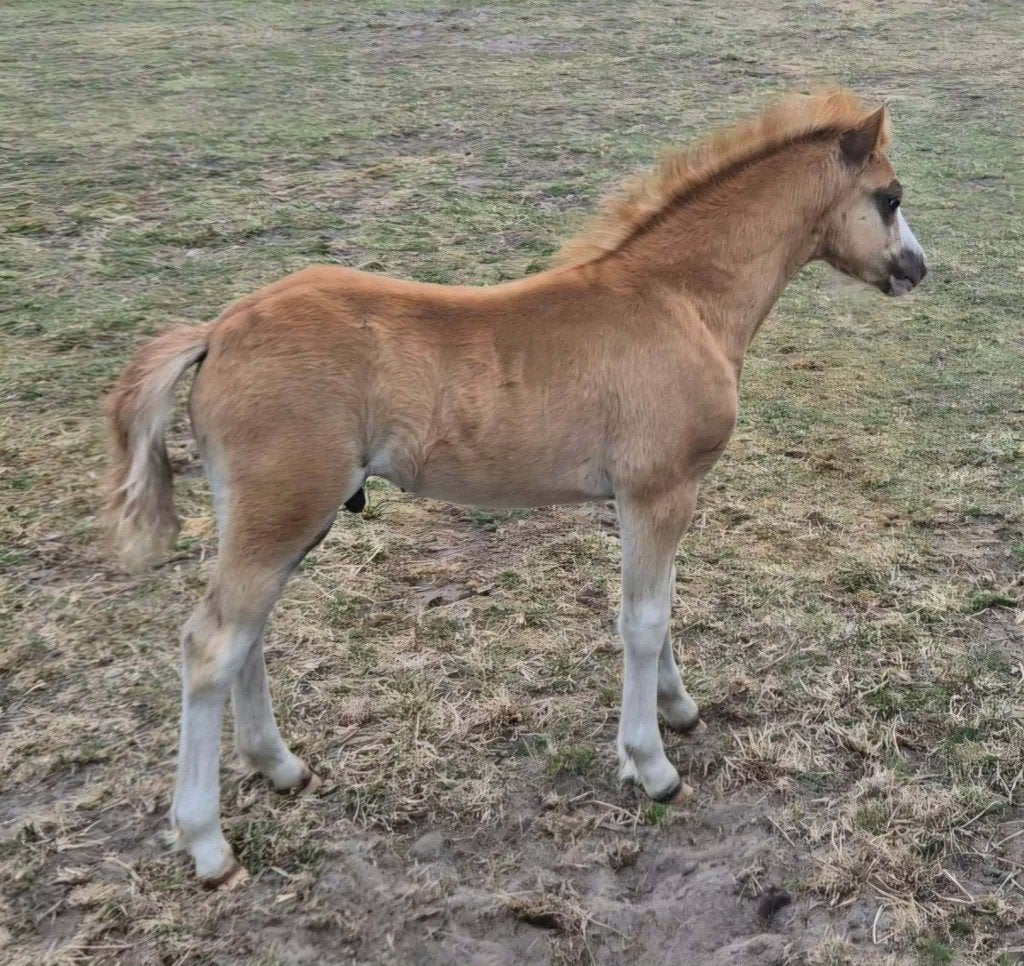 Mooie en brave Welsh A hengstveulens en een 2 jarige merrie, Dieren en Toebehoren, Met stamboom, 0 tot 2 jaar, B pony (1.17m tot 1.27m)