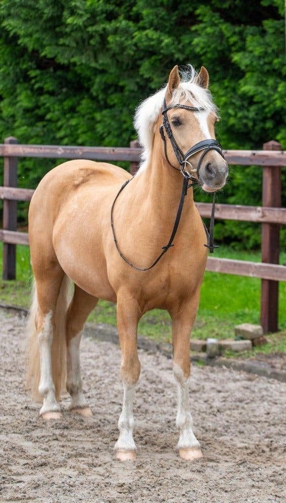 Te koop: Prachtige Palomino D pony (Ster Merrie), Dieren en Toebehoren, Merrie, Met stamboom, Dressuurpony, M