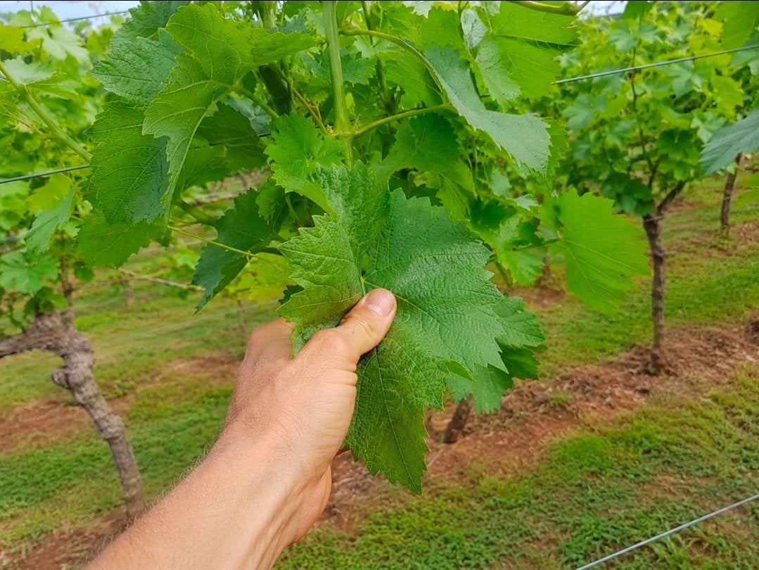 Verse Groene Druivenbladeren Te Koop, Ophalen of Verzenden