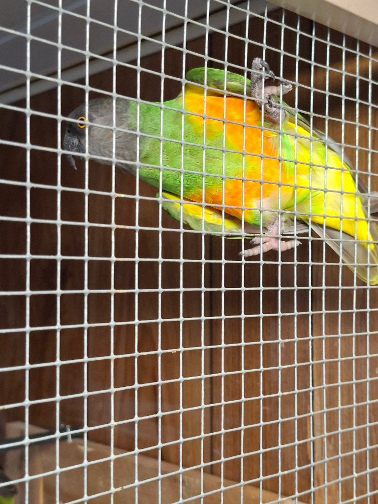 Bont boer, Meerdere dieren, Papegaai, Geringd