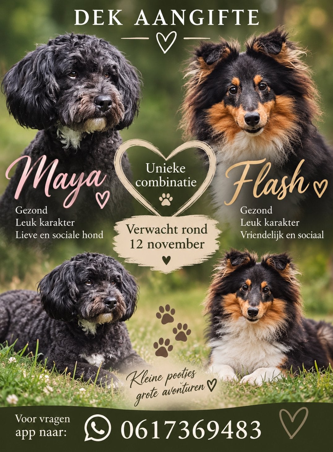 Unieke pups verwacht, Dieren en Toebehoren, Parvo, 8 tot 15 weken, Meerdere, Meerdere dieren