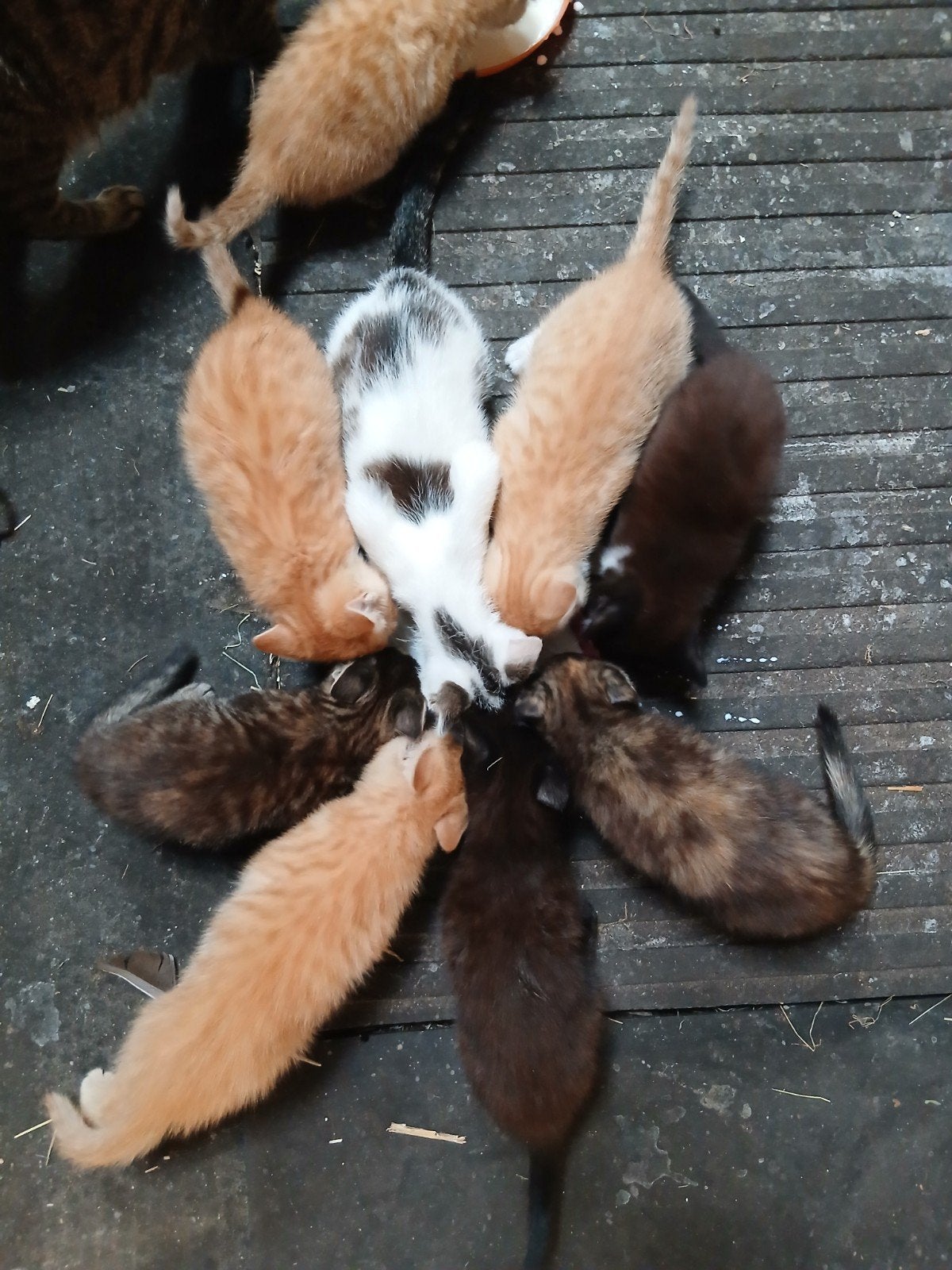 Boerderijkittens, Dieren en Toebehoren, Meerdere dieren, Kortharig, 0 tot 2 jaar