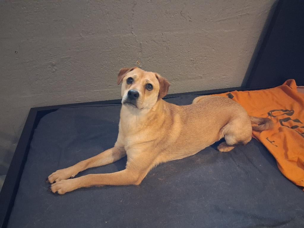 Lieve reu Odin (gecastreerd) zoekt thuis, Particulier, Reu, Buitenland, Parvo