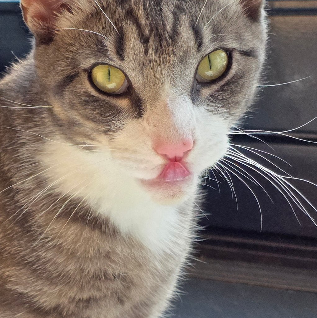 Toby, Dieren en Toebehoren, Katten en Kittens | Overige Katten, Kortharig, Kater, 0 tot 2 jaar