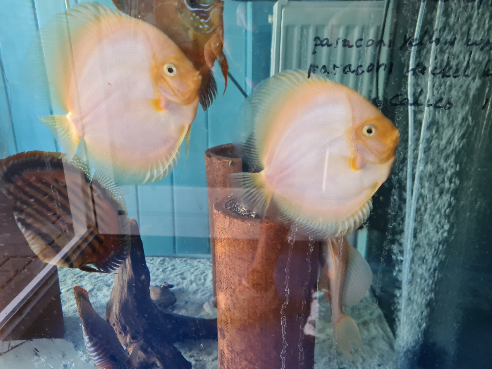 Snow White Discus, Dieren en Toebehoren, Vissen | Aquariumvissen, Vis, Zoetwatervis