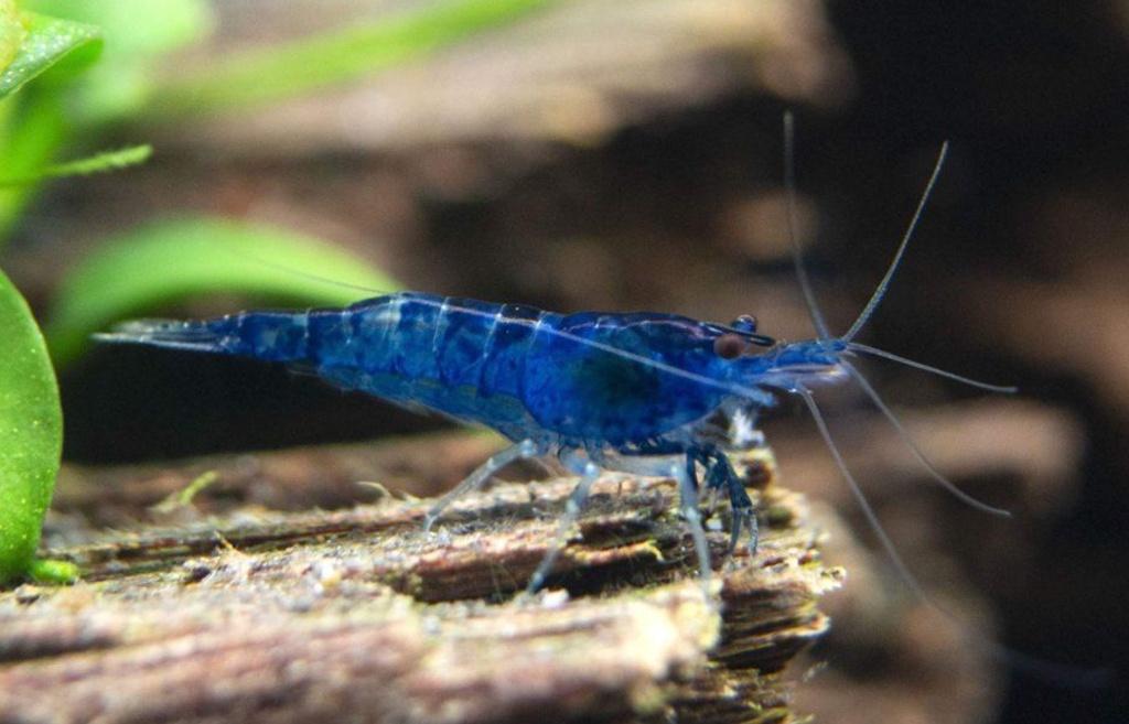 Blue Star Neocaridina garnalen, Kreeft, Krab of Garnaal, Zoetwatervis, Schoolvis